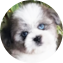 Saussie Puppy For Sale - Pilesgrove Pups Saussie Puppy For Sale - Pilesgrove Pups